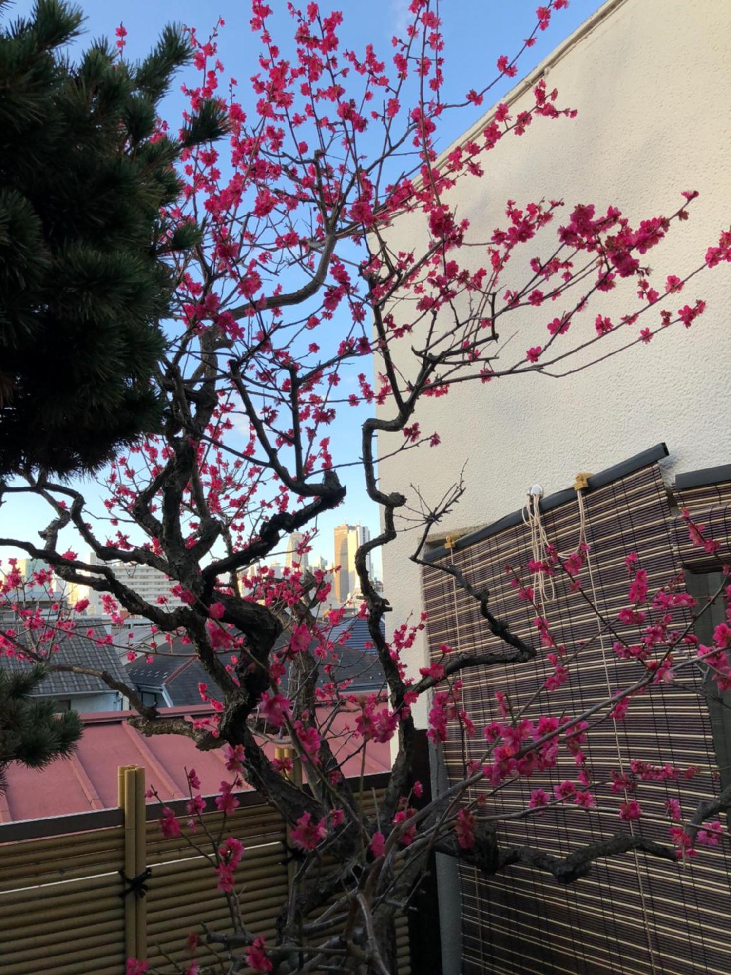 Shinjuku Shin-Okubo Japanese Style Inn Τόκιο Εξωτερικό φωτογραφία